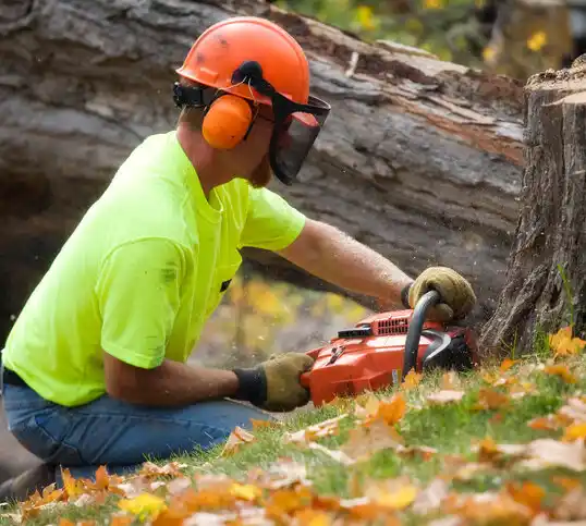 tree services Watervliet